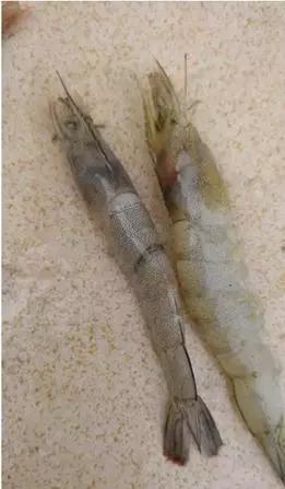 对虾偷死症要不要停食,对虾偷死掉苗