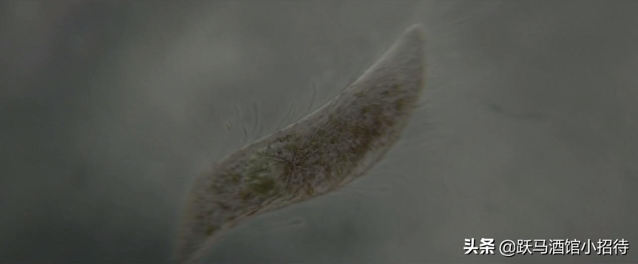 异星觉醒的其他结局,异星觉醒太空版结局