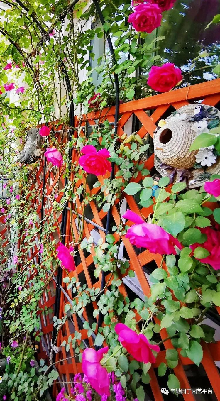 （2021）园丁奖阳台组《008号》星星的花园