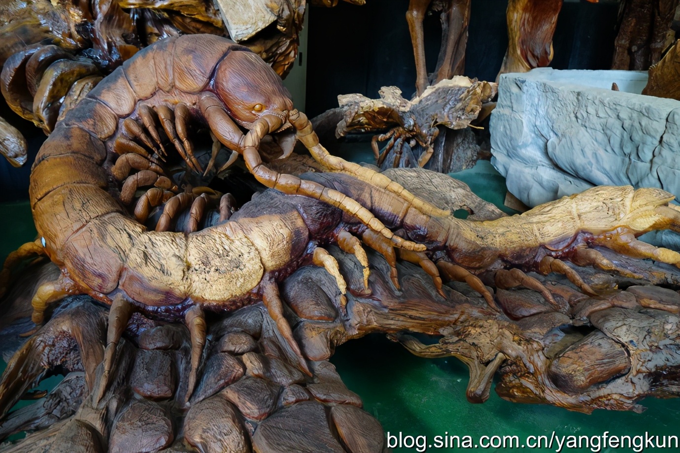 世界上最大的蜗牛介绍,全世界最大的蜗牛