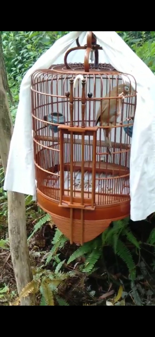 黄鸟新鸟怎样选,新鸟怎么样挑出好黄鸟