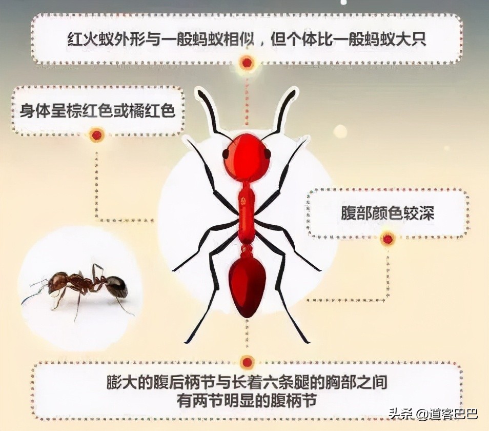 红火蚁怎么防治有效,红火蚁的危害和防治方法