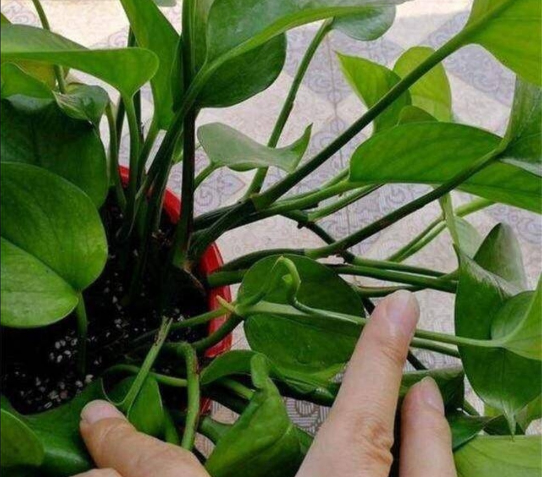 养绿萝只放水,绿萝怎么养才能更旺盛不用肥料养