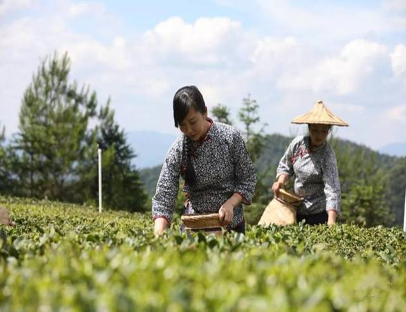 龙岩斜背茶特级价格,龙岩斜背茶和龙井茶