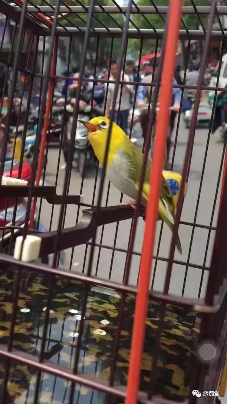 养鸟故事之回忆那些鸟事　八　、九​