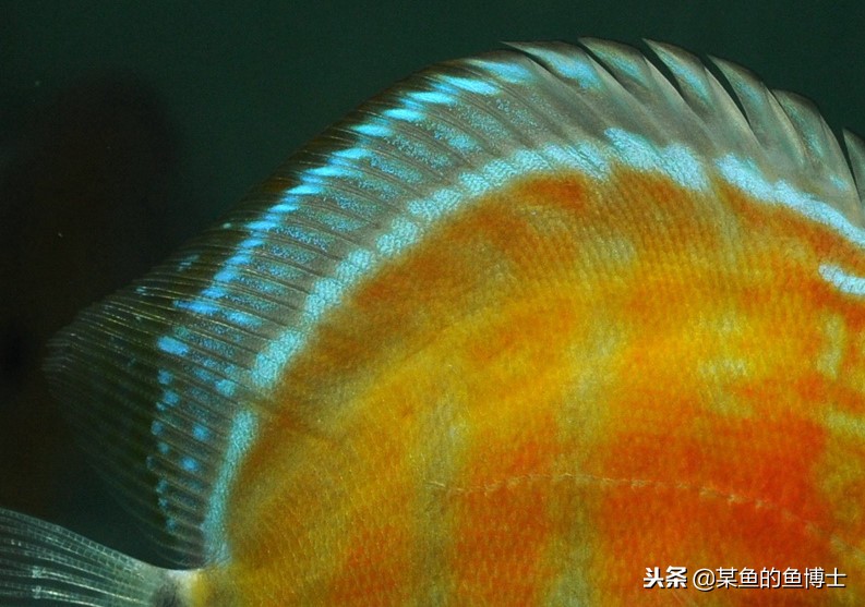 新手选择鱼缸注意事项图片,鱼缸养锦鲤怎么选择鱼