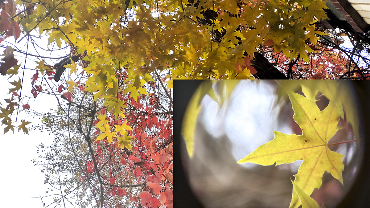 星特朗观鸟镜观测效果,反射式星特朗望远镜测评