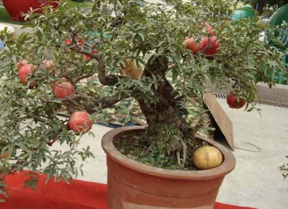 挂果的盆栽石榴树,盆栽石榴树怎样多结果呢视频