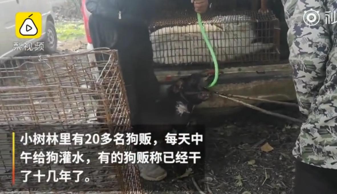 铁钳卡住头、水管直接插胃里狗贩:不给狗灌三四斤水怎么赚钱?