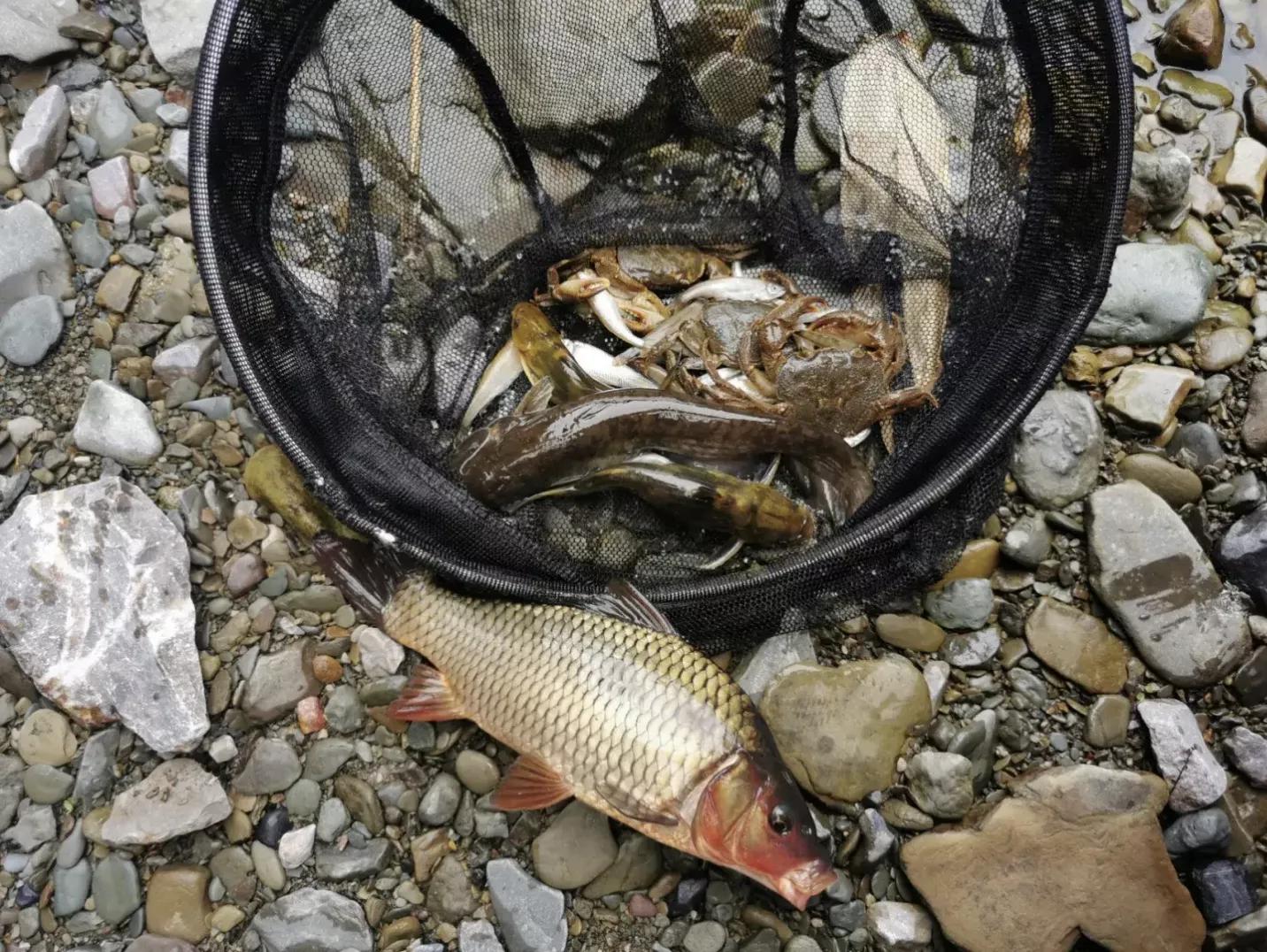 男子卖毒鱼被警察逮捕,近期电鱼被抓的人视频