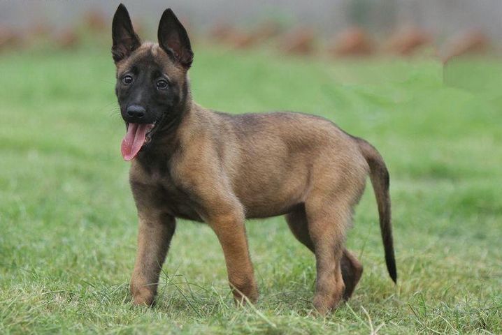 马犬幼犬多久立耳,马犬幼犬怎么养最好