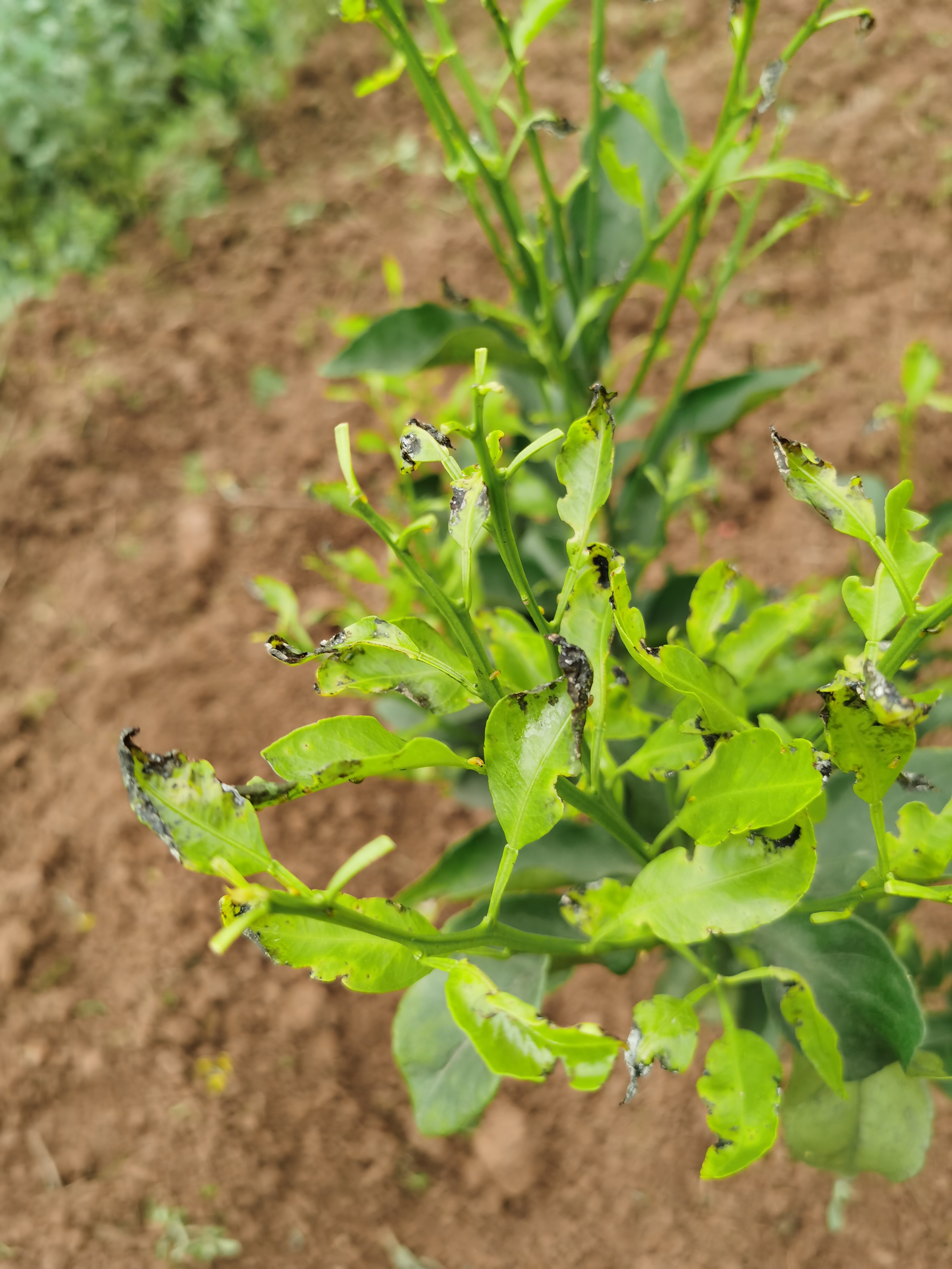 干旱严重黄叶掉落怎么治,雨后花生叶枯怎么回事