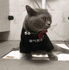 你可能不知道自己有多幸福,有猫陪伴的日子可真幸福