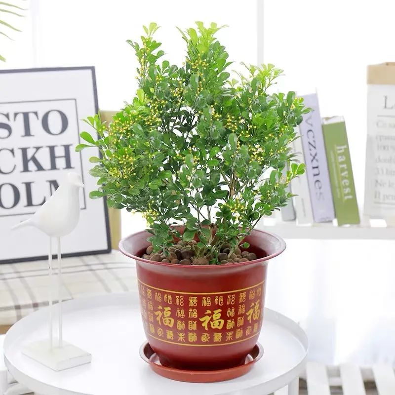 米兰春天怎么养护,家里养米兰花风水好不好