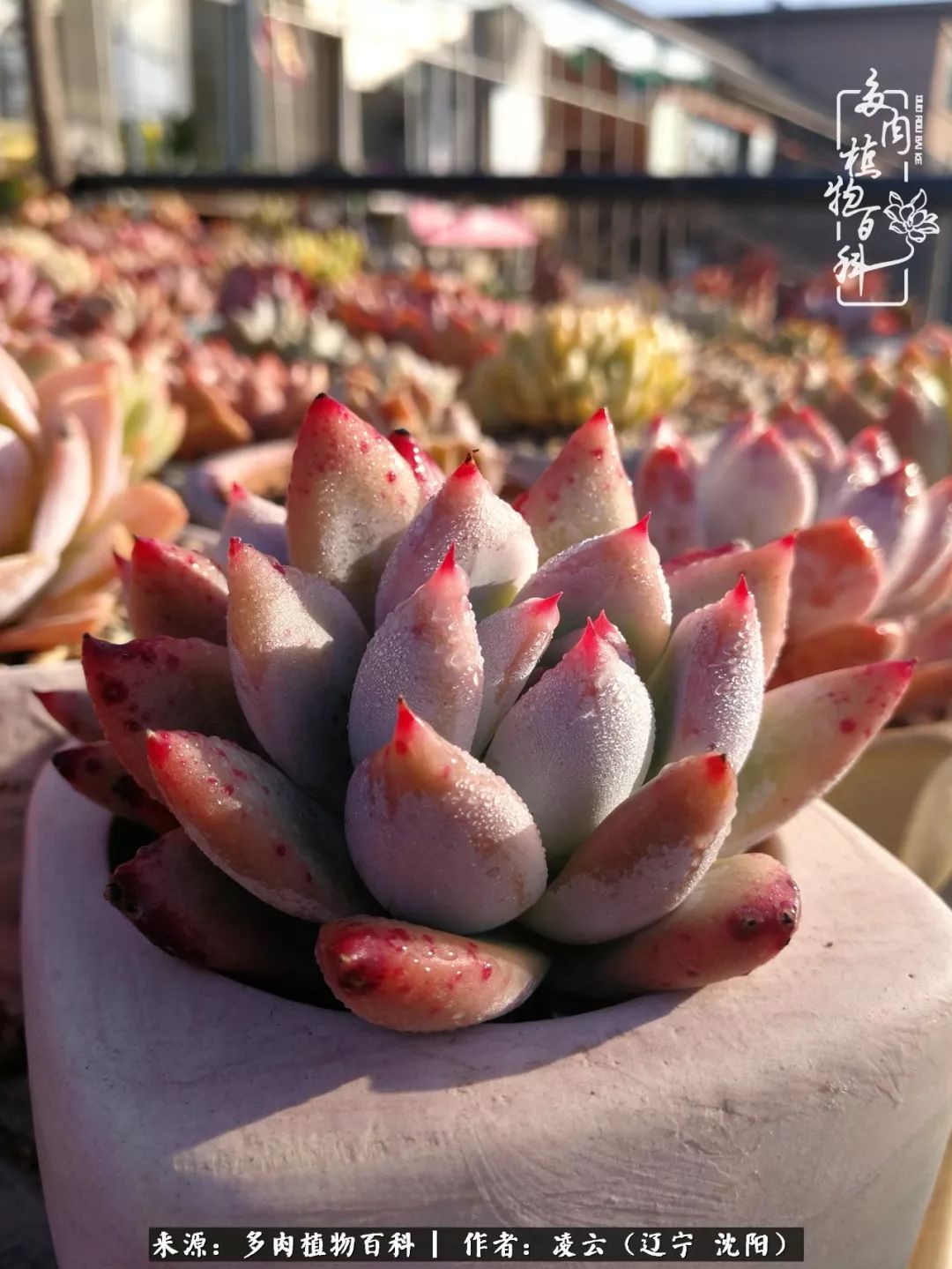 秋闲赏多肉，话育儿，亲生的自家娃，总有一刻让你怦然心动