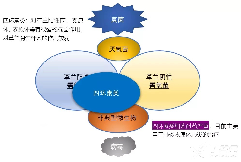 定期复习：各大类型抗生素抗菌谱，看完这个受益匪浅