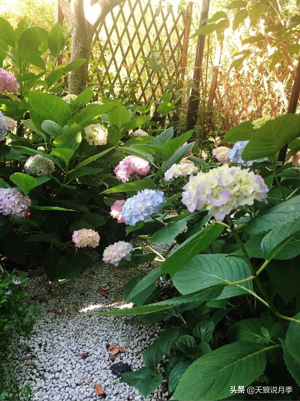 圆滚滚的绣球，瀑布般的花墙，这届花友也太会种花了吧