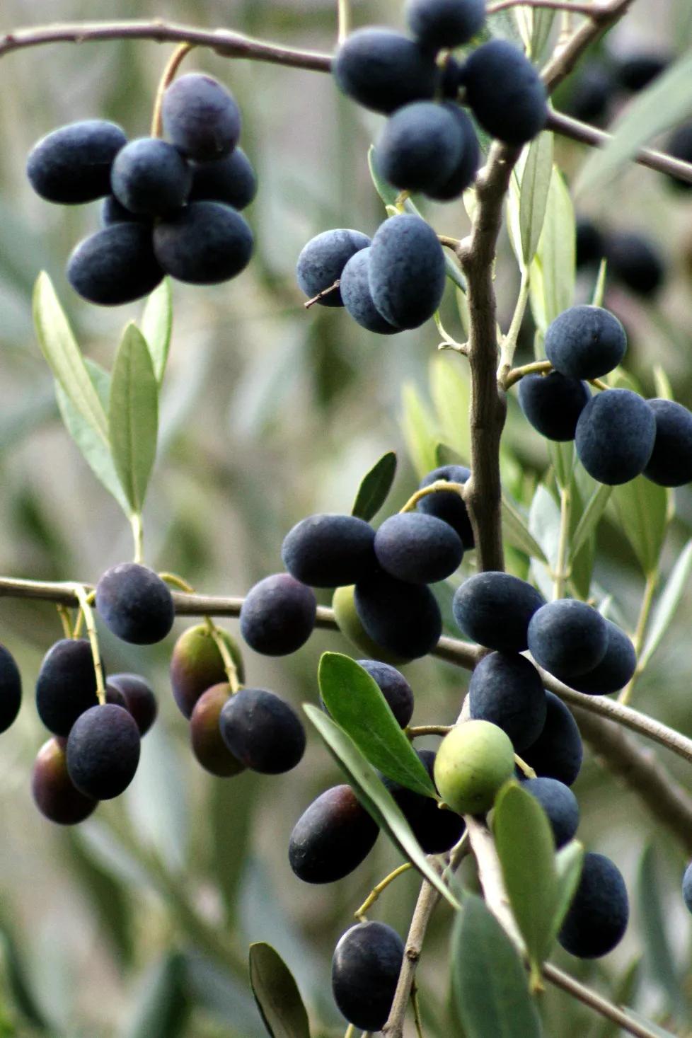 潮汕人从小吃到大的油柑,潮汕特有油柑