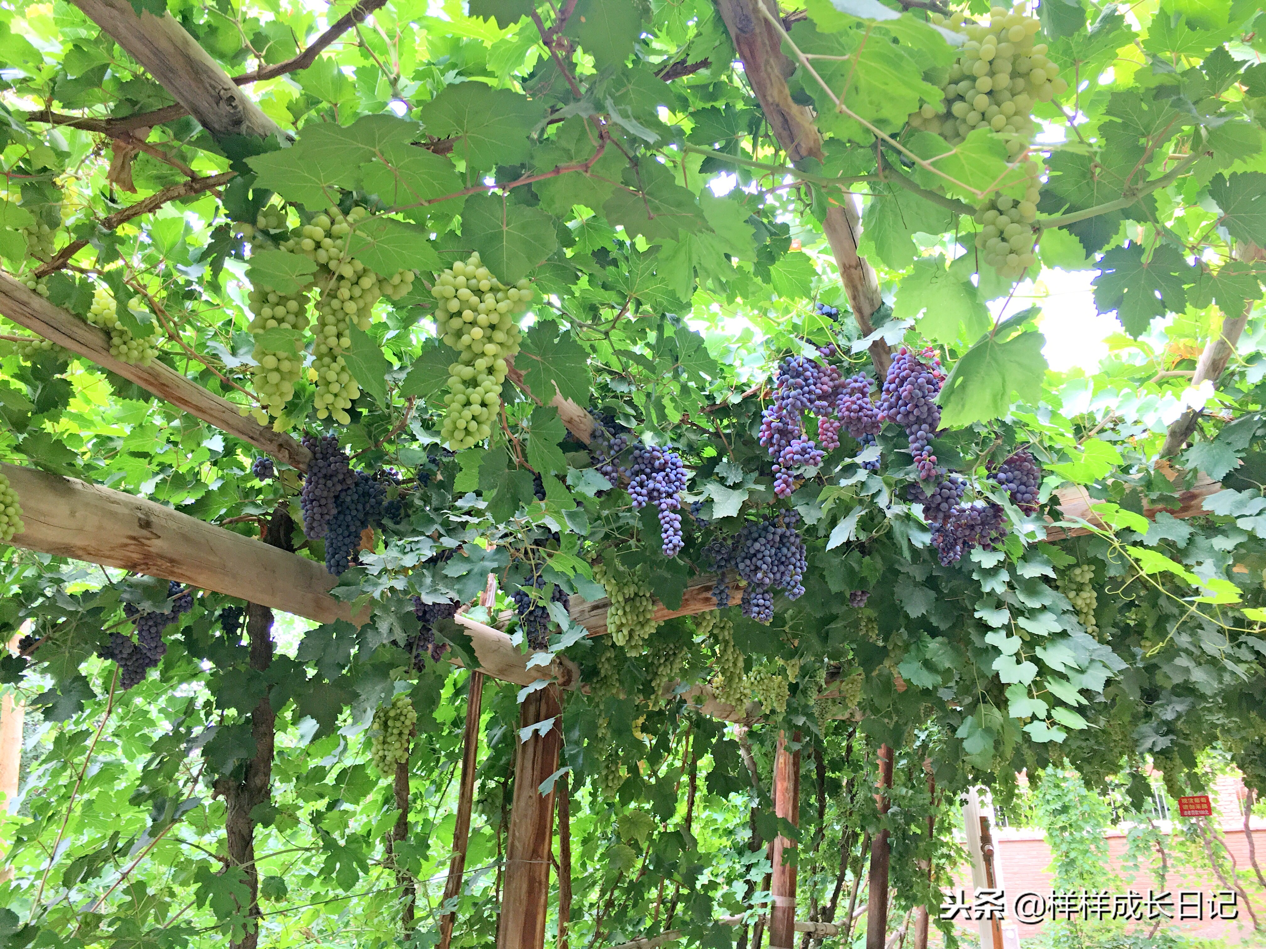 一家三口游北疆攻略,一家三口去北疆旅游大概花多少