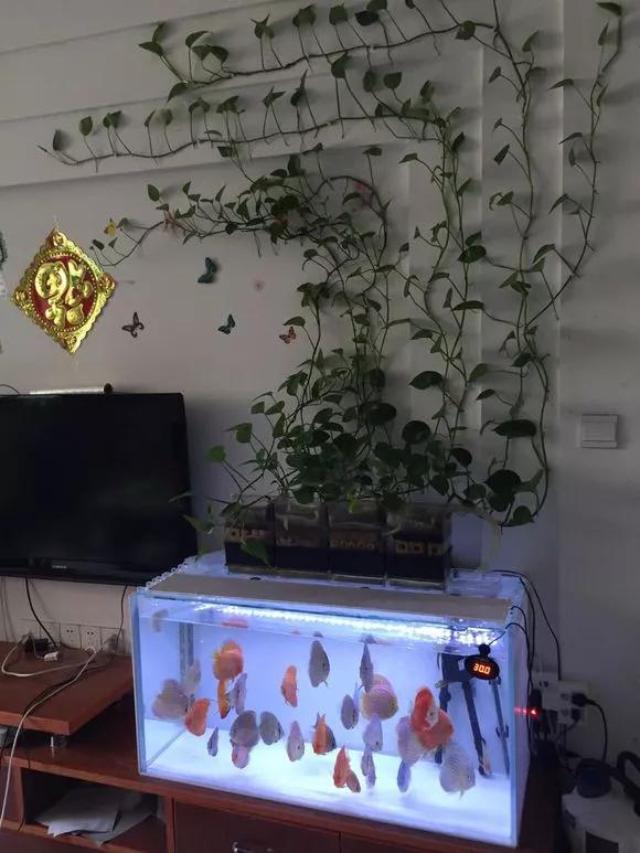 绿萝最爱的4种东西,四种让绿萝疯长的东西