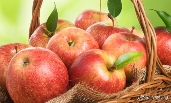 苹果酒怎么酿才好喝又简单,做苹果酒用什么苹果好呢