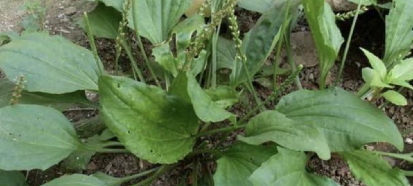 车前子野菜可以做馅吃吗,野菜车前草做法