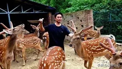 汉中梅花鹿养殖基地,陕西养殖梅花鹿的地方
