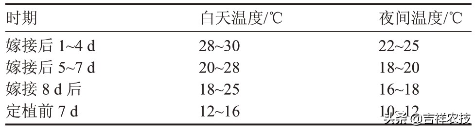 早春大棚西瓜种植管理技术,春季大棚西瓜种植技术完整版