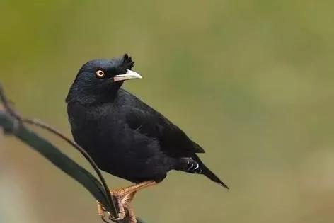 八哥鸟拉稀是白色没精神的怎么办,八哥鸟容易生病吗