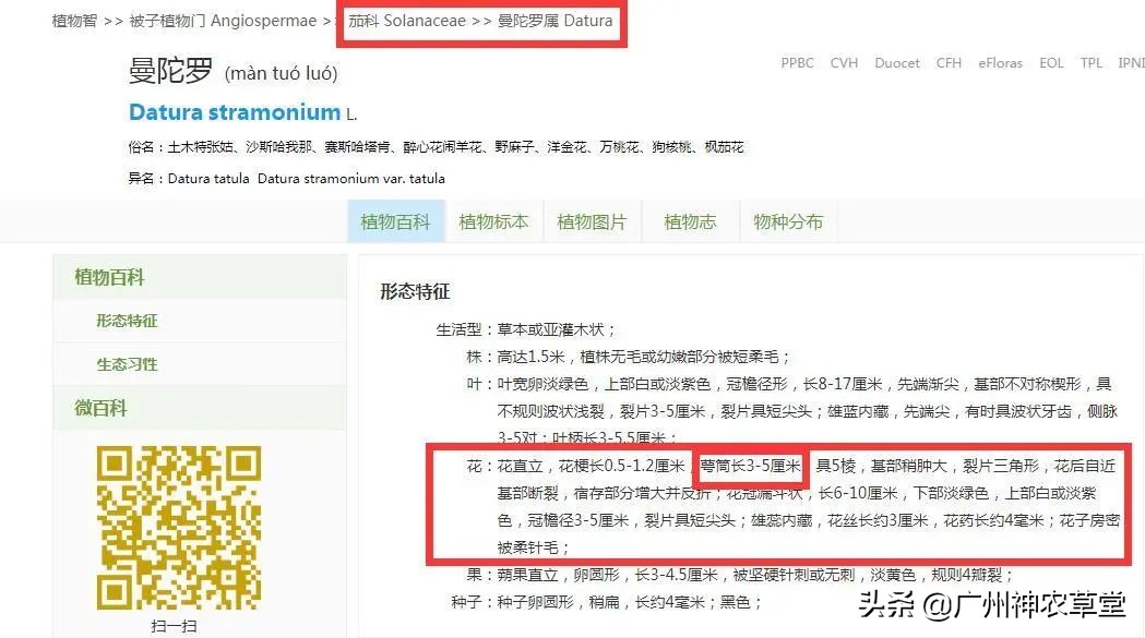 秋葵和曼陀罗长得像吗,如何辨别曼陀罗和龙葵