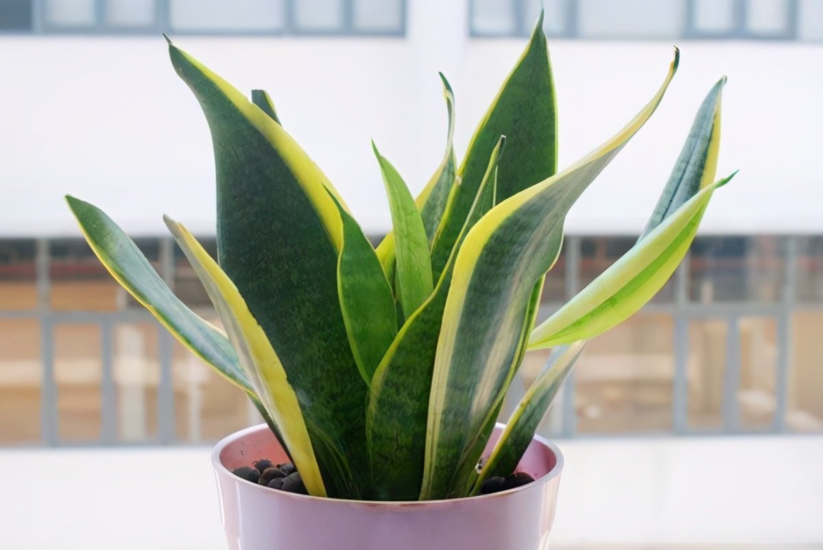 养花不想让土壤板结在土里加什么,em原露养花能解决土壤板结吗