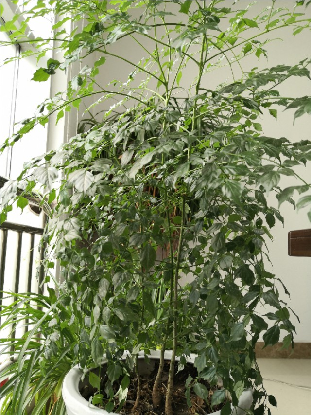 幸福树卷叶是什么原因引起的,幸福树生虫怎么解决