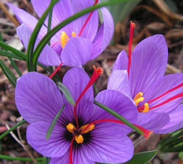 藏红花产地是在中国上海崇明吗,藏红花产地伊朗为什么叫藏红花呢