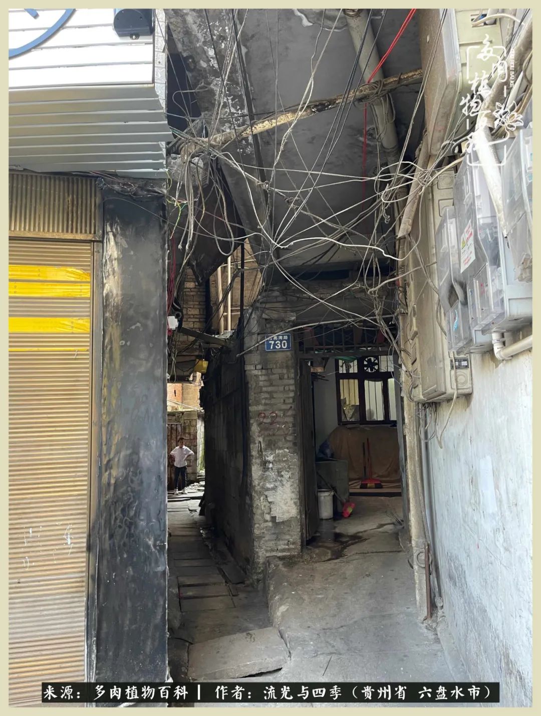 国庆假期你快乐吗?来,凉都美肉与你相伴一一小乌木的霸气东云