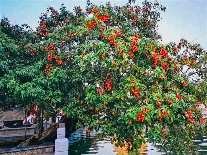 荔城无处不荔枝翻译,荔城无处无荔枝