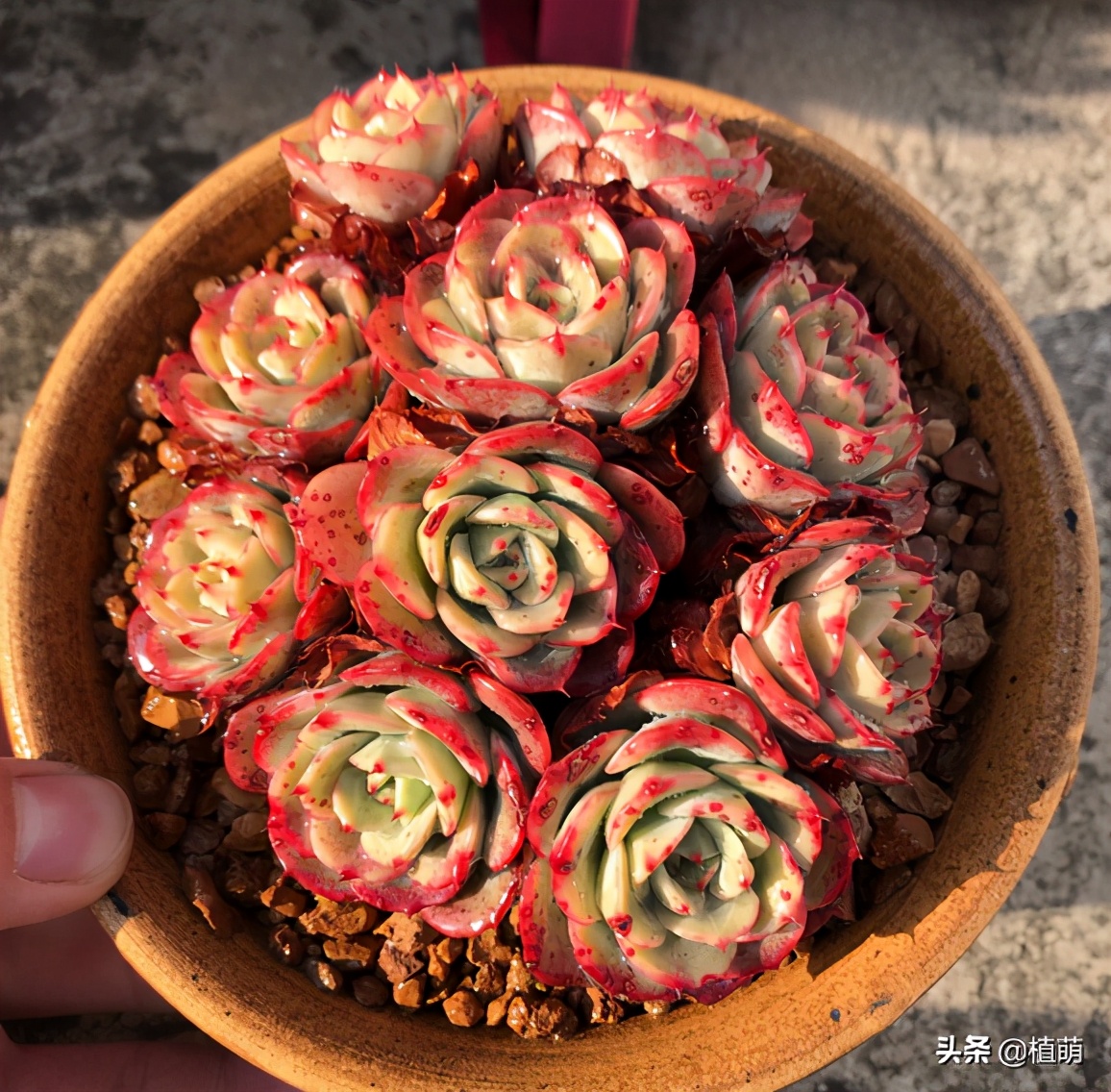 奶油黄桃容易爆棚吗,奶油黄桃好出状态吗