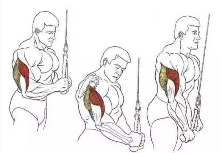 练肱三头肌能让手臂更加粗壮吗,手臂太粗显得胸肌太小