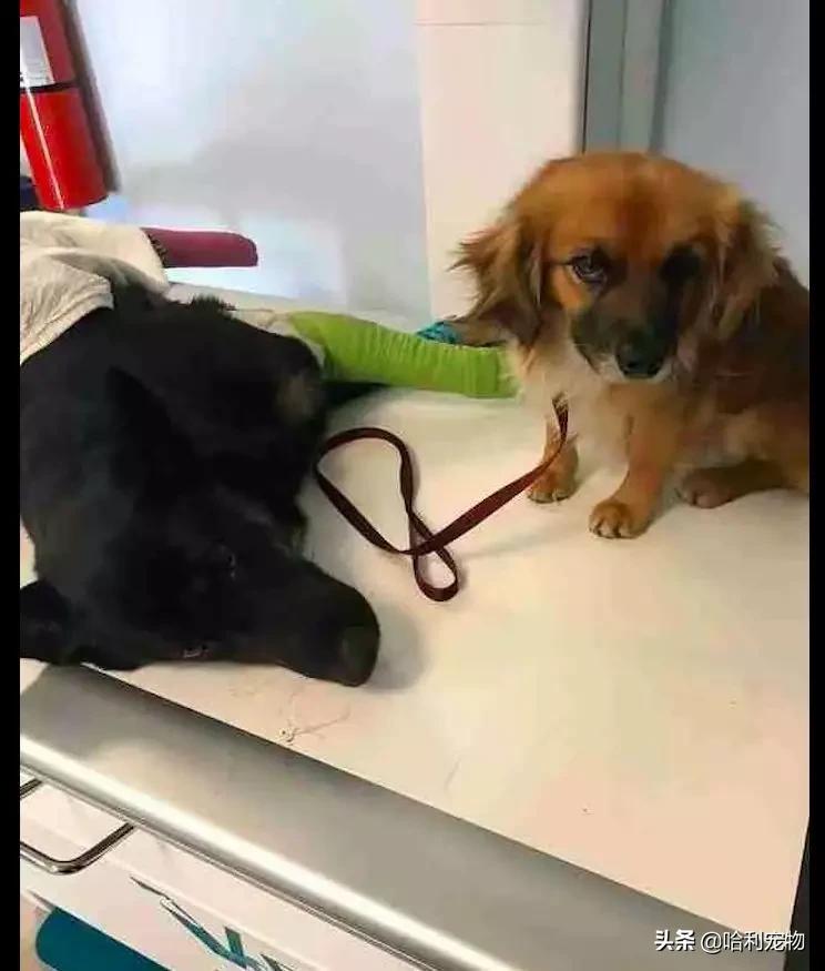 怀孕的德牧,怀孕德牧59天视频