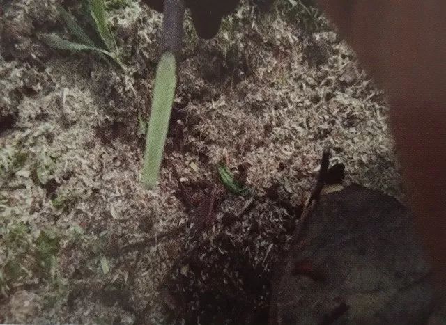 苹果树老园改造方案,老苹果树怎样改造视频