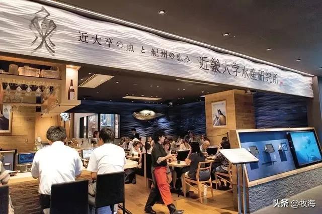 中国蓝鳍金枪鱼养殖牧场,深海大型网箱养殖蓝鳍金枪鱼