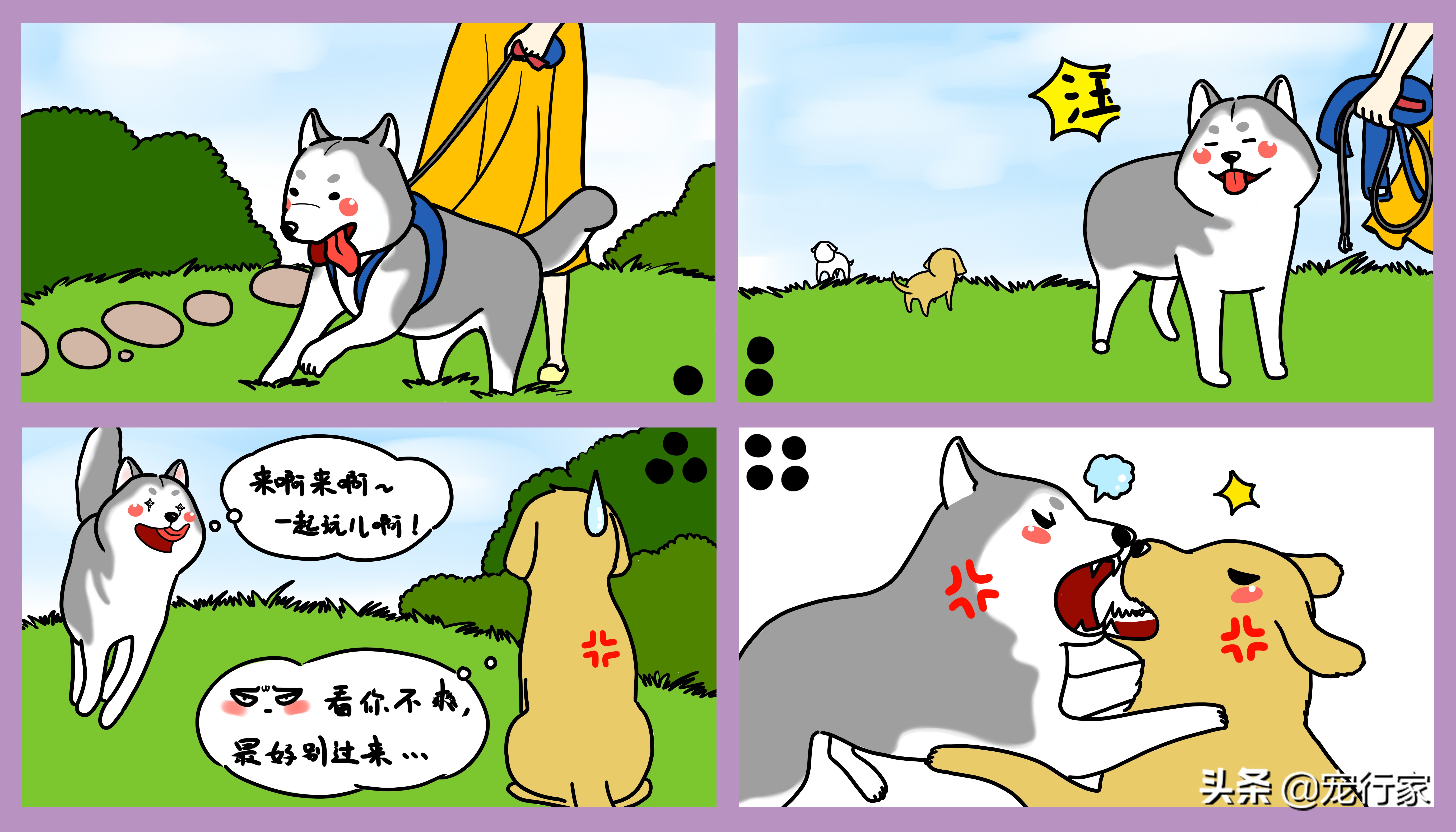 狗狗拔牙血流不止怎么办怎么止血,狗狗受伤如何包扎