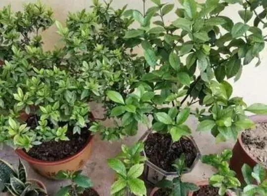 水培扦插栀子花根怎么长在上面了,栀子花扦插养殖方法和注意事项