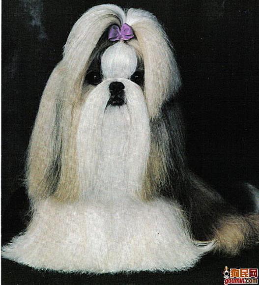 鐙楃嫍澶у叏鍙埍,鍙埍鐨勫皬鐙楃嫍閫佺粰鐖辩嫍浜哄＋