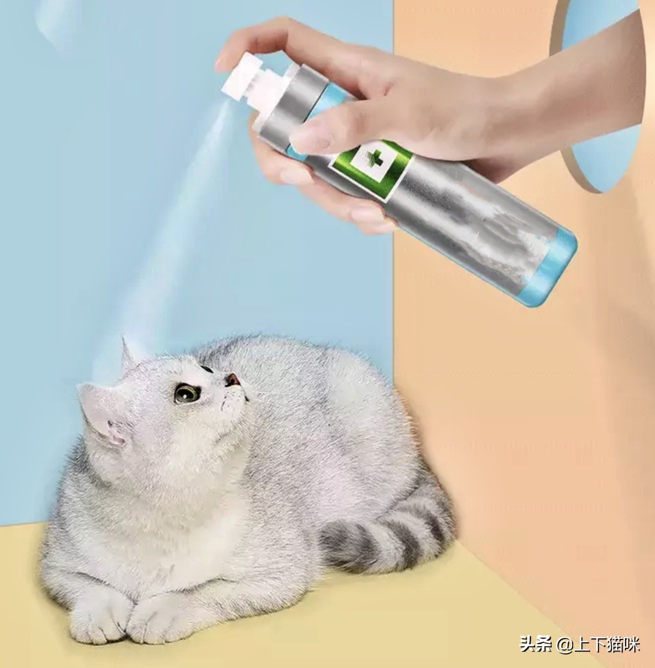 这是一篇有点痒的文章:我们一起来扒扒你家猫和跳蚤的故事