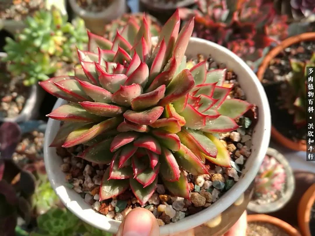 多肉的四季轮回,四季轮回多肉