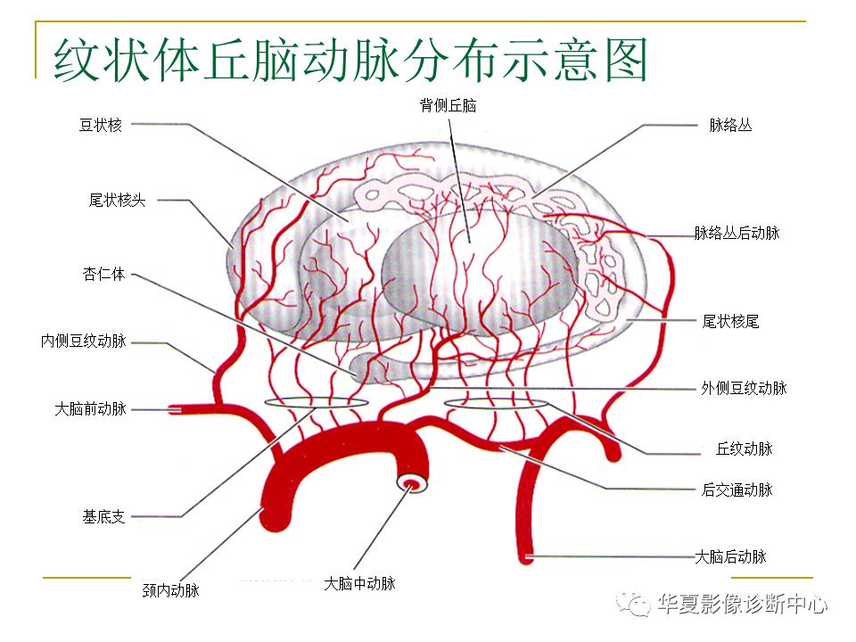 中国人脑立体定向mri应用解剖图谱,脑mri示意图