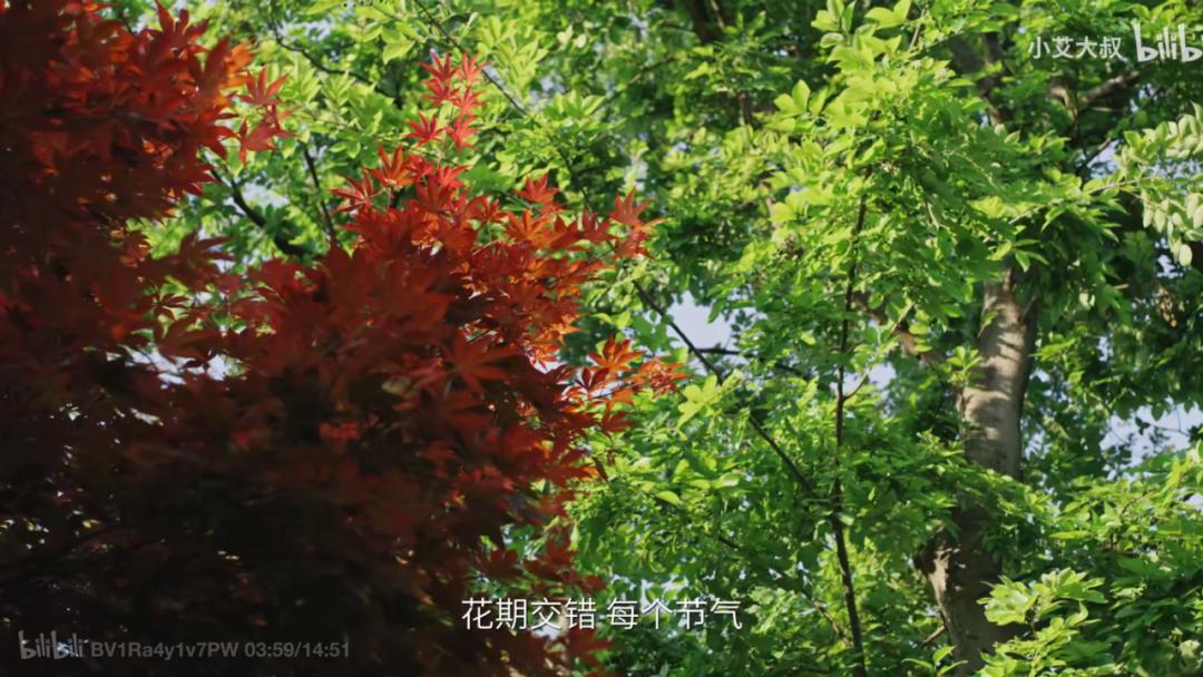 80%人对中式审美没信心？50岁大叔却花20年造园子，年轻人都喜欢