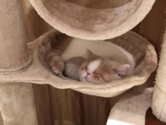 不建议养猫的十大坏处,奉劝各位养猫的朋友千万别养两只