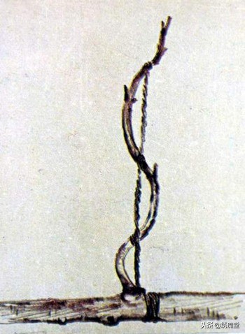 丛林式盆景欣赏,盆景欣赏及制作