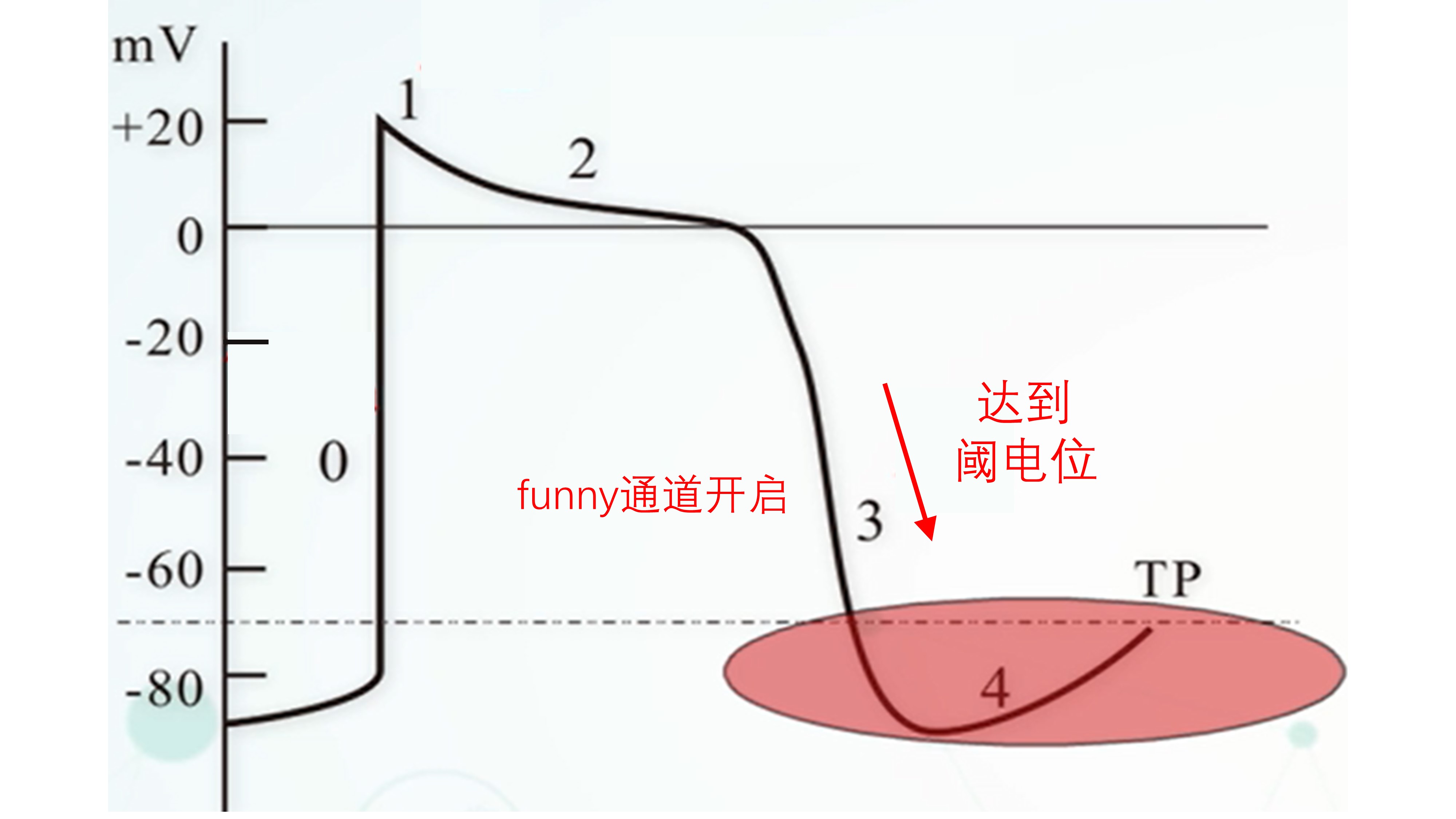 我们是怎么动起来的,心动的人的心脏是怎么跳动的